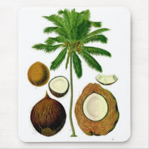 Coconut Tree Botanical Illustration Mouse Pads