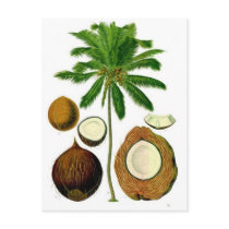 Coconut Tree Botanical Illustration Post Card