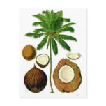 Coconut Tree Botanical Illustration postcards