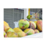 Coconut Water Key West FL Coconuts Postcard
