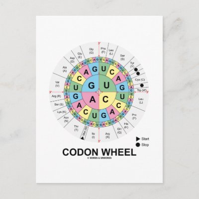 Amino Acid Wheel