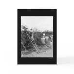 Coffee Berry Pickers in Brazil 1911 cards