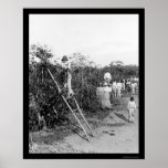 Coffee Berry Pickers in Brazil 1911 Posters