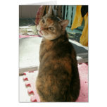 coffee cat cards