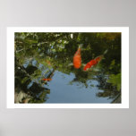Coi Pond posters