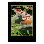 Coi swimming a water garden cards