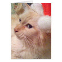 Cokie Cat Sm Christmas Cards