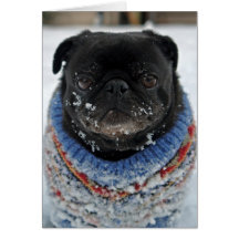 Cold Puggy in the Snow Birthday Greeting Card