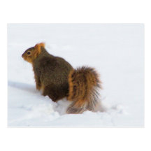 cold squirrel postcard