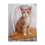 cole cat Postcard
