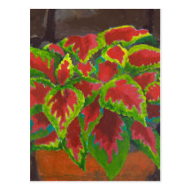 Coleus in Terracotta Postcards