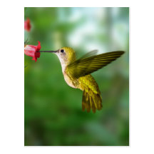 Colibri De Oro República Dominicana Post Card