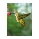 Colibri De Oro República Dominicana postcards