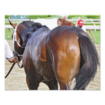 Collaborator 2 year old Colt Photo