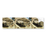 Collard lizard bumper sticker