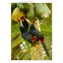 Collared Aracaris Card