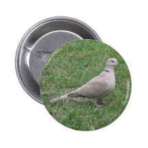 Collared Dove Button