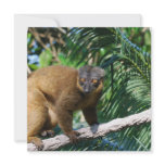 Collared Lemur Invitations