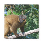 Collared Lemur Magnet