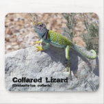 Collared Lizard mousepads