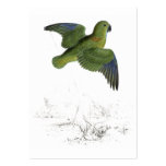 Collared Parrakeet by Edward Lear Business Card
