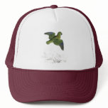 Collared Parrakeet by Edward Lear hats