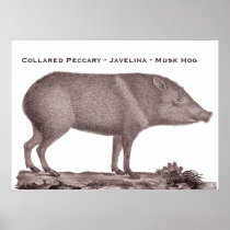 Collared Peccary - Javelina - Musk Hog - Tayaussa Print