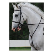 Collected White Horse  Greeting Card
