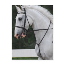 Collected White Horse  Postcard