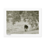 Collecting walnuts postcards