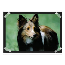 collie-16 post card