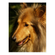 Collie Breed Postcard