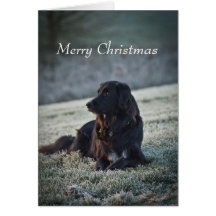 Collie Cross Card