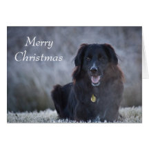 Collie Cross Greeting Cards