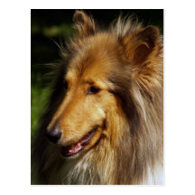 Collie Dog Photograph Post Cards