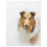 Collie Head Study in Colour flyers