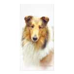 Collie Head Study in Colour photo cards