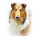 Collie Head Study in Colour Postcard
