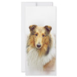 Collie Head Study in Colour rack cards