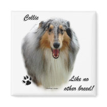Collie Like No Other Breed
