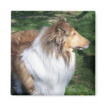 COLLIE FRIDGE MAGNETS