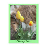 Collie, Missing You! Postcard
