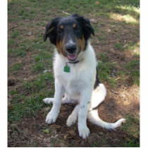 Collie (mix) Puppy photo sculpture