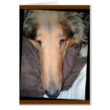 Collie "Nose" Love Card