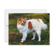 Collie on Lawn Custom Announcements