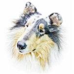 COLLIE photo sculptures