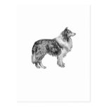 Collie Post Card