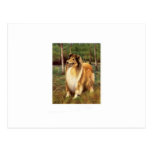 Collie Post Cards