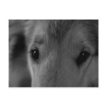 Collie