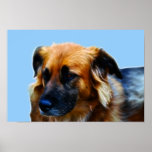 Collie posters